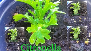 How to grow citronella from seeds successfully [upl. by Auos]