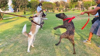 Akita Americano ❌ Bandog ❌ Dogo Argentino ❌ Rottweiler ❌ Presa Canario  Encuentro canino [upl. by Modie]