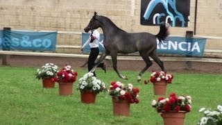 Caballos árabes en Arabesco 2012 Campeonato de Potras [upl. by Atiekal83]