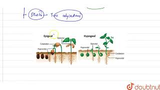 An albuminous seed showing hypogeal germination is [upl. by Felicle]