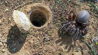 Discover the SECRET Life of the African Trapdoor Spider [upl. by Annaej64]