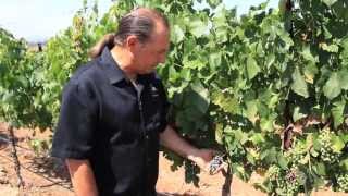 SoCal Wine TV Presents Doffo Vineyard amp Winery Temecula Valley CA [upl. by Rihana729]