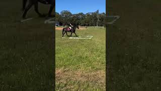 Pole work with fancy pants horse ponyrider horseenthusiast equestrian ponylover horsefan pony [upl. by Asilanna56]