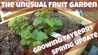 Growing Tayberry First Spring Update Tayberry  Blackberry x Raspberry Hybrid [upl. by Kcered]