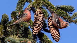 Whitewinged Crossbills [upl. by Lowis]