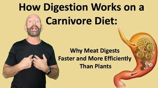 How Digestion Works on a Carnivore Diet Why Meat Digests Faster and More Efficiently Than Plants [upl. by Apilef478]