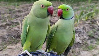 Parrot Green Parrots [upl. by Elleinet]