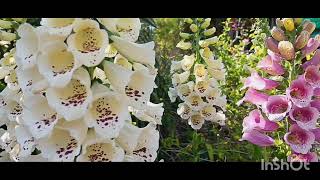 How to grow Foxgloves flowering plantsMy experience in Foxgloves Full update [upl. by Renmus]