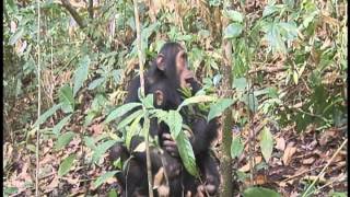 Chimpanzees of Lake Tanganyika Part 2 [upl. by Ahtelat]