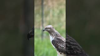 Red tailed Hawk hawk nature cute [upl. by Anawk825]