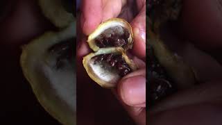 Tabernaemontana undulata fruit and seeds SANANGA [upl. by Atnod]