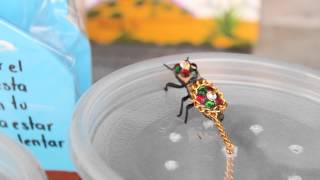 Strange cruel bejeweling of cockroachesbugs in Merida Mexico [upl. by Katzman160]