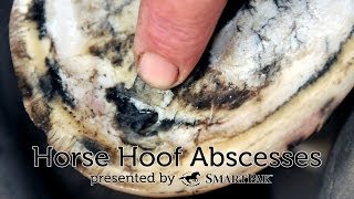 Horse Hoof Abscesses [upl. by Wincer]