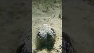 The Bobtail Squid 🦑 [upl. by Ttereve277]