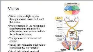 Vision Physiology [upl. by Aimaj7]