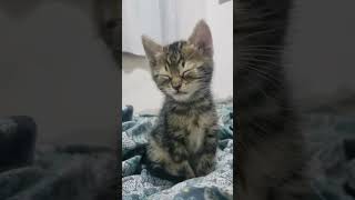 The cat sleeping and suddenly fell down😂cat funnyvideo pet kitty funny funnycat fyp [upl. by Strickman902]