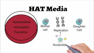 Hybridoma Technology Animated explanation [upl. by Ailemrac]