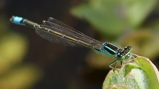 Scarce Bluetailed Damselfly Ischnura pumilio including aurantiaca phase [upl. by Walling]