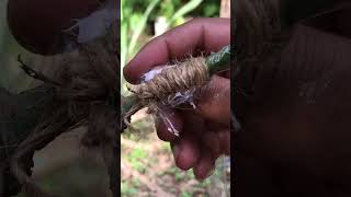 Best Tricks for Budding Mango Trees StepbyStep Guide for Maximum Success graft satisfyingvideos [upl. by Neeron101]