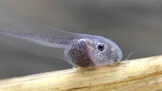 Gray Treefrog Tadpole Heart Buccal Pump and Gills [upl. by Prisilla]