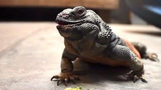 Chuckwalla Training  SANTA BARBARA ZOO [upl. by Petr]