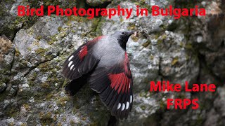 Bird Photography in Bulgaria [upl. by Artsa]