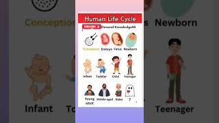 Human Life Cycle yt knowledge gk [upl. by Hsirk]