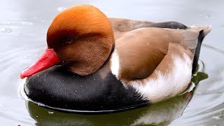 RedCrested Pochard Netta rufina Victoria Park London [upl. by Ellehcil]