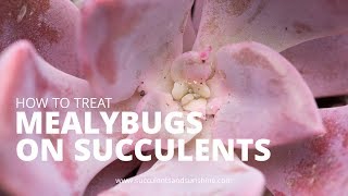 Treating Mealybugs on Succulents [upl. by Nnybor]