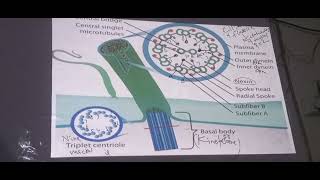 chp3 bio cillia and flagella and centrioles class 11 sum academy larkana [upl. by Arekat]