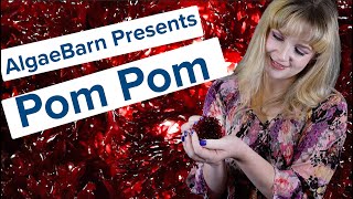 AlgaeBarn Presents Pom Pom Algae [upl. by Anreval229]