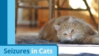 Causes and Symptoms of Cat Seizures [upl. by Kinsman]