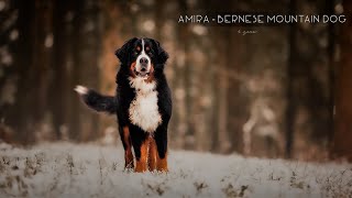 Amira  Bernese Mountain Dog Dogdance [upl. by Einatirb265]