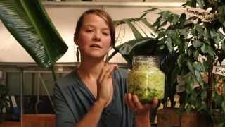 How to make raw fermented sauerkraut  How to make live sauerkraut [upl. by Ahcsrop]