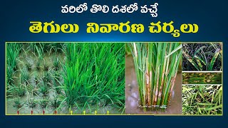 Vari lo Tegulu Nivarana  Paddy Fungicide telugu  Tips to Paddy Farmers  Agriculture [upl. by Oinota]