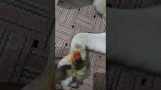 Shivi ko chot lag gyi pair me youtubeshorts shortvideo labrador dog [upl. by Llenrub]