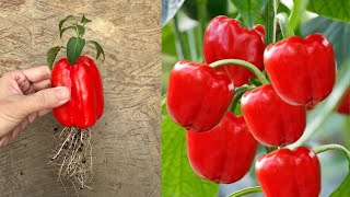 How To Grow Bell Pepper Plant At Home Fast And Easy [upl. by Semreh419]