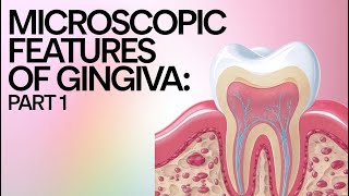 Microscopic features of gingiva I Dental  Keratinization in Gingival epithelium I [upl. by Nairret]