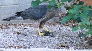 Coopers Hawk Catches Dinner [upl. by Dnumde]