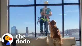 Dog Interrupts Window Cleaners Shift To Show Him His Favorite Toy  The Dodo [upl. by Ojok]