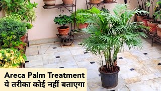 Areca Palm की जड़ों में एक बार ये चीज़ लगा कर देखो  Areca palm care [upl. by Ibrek]