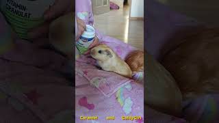 Guinea pigs Caramel and Goldygirl 2 cute guineapig animals petsvlog petstagram cuteanimals [upl. by Xirtaeb]