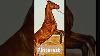 Google vs Pinterest turkoman edition horse equestrian horseriding horselover capcut [upl. by Adlesirhc907]