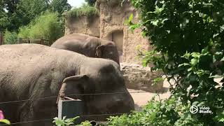 Heidelberg Zoo  Elephantgermany2024 [upl. by Giltzow582]