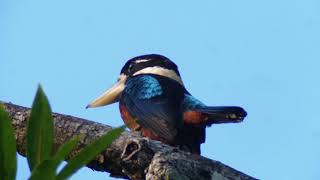 Rufousbellied Kookaburra Dacelo gaudichaud [upl. by Ahsert]