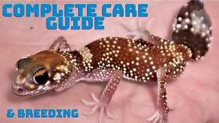 Underwoodisaurus milii The Barking Gecko Complete Care Guide 2022 EVERYTHING you need to know [upl. by Llednar]