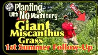 Planting Giant Miscanthus Grass  1st Summer Follow up 🌾 Screening For Deer🦌 planting Miscanthus [upl. by Harilda29]