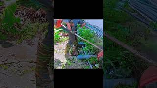 Garden Cleanup Journey CleanTheGrass GardenCleaning GardenBeautification [upl. by Yanetruoc736]