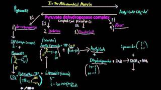 Pyruvate dehydrogenase complex [upl. by Ahsienat]