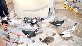 Ducks Ko New Home Mein Shift Kar Rahay Hai [upl. by Dorothi560]